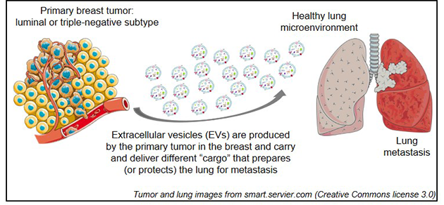 Visual representation of research findings