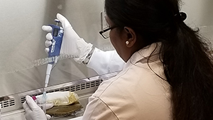 Fecal matter being processed in lab